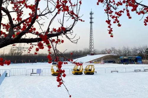 北京雪舞，冬日之约