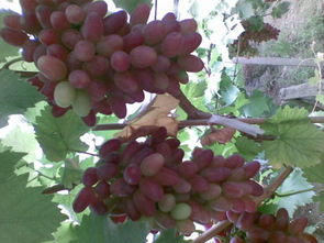 国产葡萄换上洋外衣，价格相差十倍背后的故事