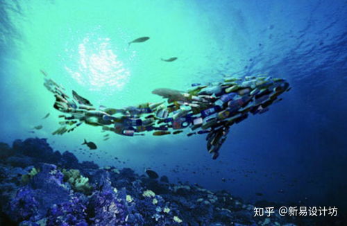 日本男子遭遇性受挫海豚袭击事件，海洋生物的神秘行为与人类的关系探讨