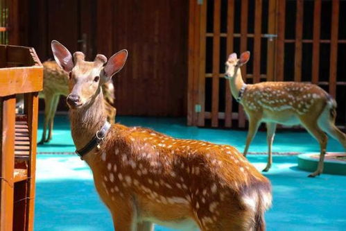 上海调皮獐出逃记,从浦东游至崇明的冒险之旅 上海调皮獐出逃记,从浦东游至崇明的冒险之旅