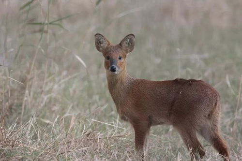 上海调皮獐出逃从浦东游到崇明