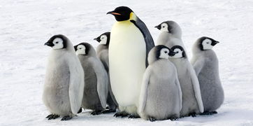 北极之歌——一只企鹅的南迁之旅