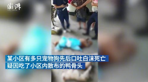 贵州一小区宠物狗疑集体中毒死亡事件深度解析