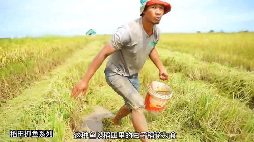 稻田跑腿小哥与警报声的交响曲