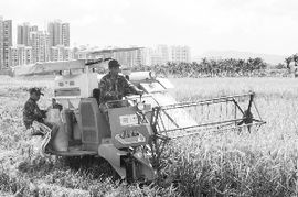 全国秋粮收购突破4000万吨，丰收背后的农业繁荣与市场活力