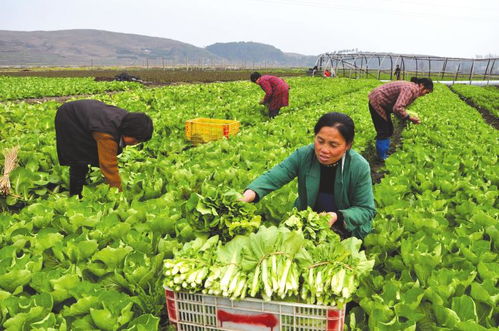 共享菜园经营主称一百多块地年年爆满_共享菜园还可以叫什么名