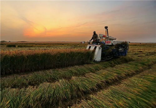 谷子经济彻底火了