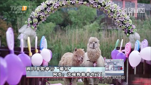 幼儿园为羊驼办婚礼 份子钱30元起步