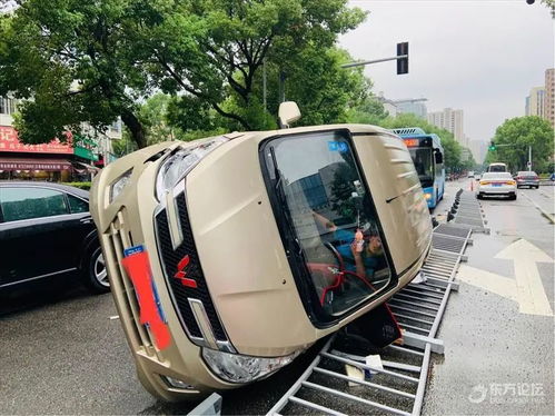 四川一小熊猫疑被车辆撞倒躺在路中间