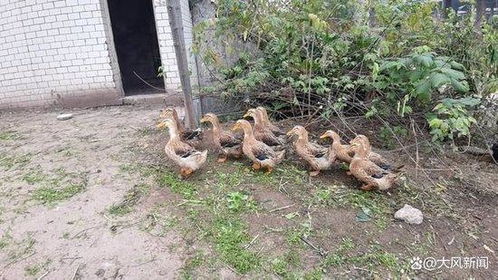 女子猪场被强拆 自称损失逾9000万 女子猪场被强拆 自称损失逾9000万