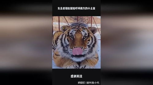 南方小土豆给东北虎喂得走不动道了