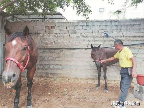 70多匹马被绑一条前腿 主人回应