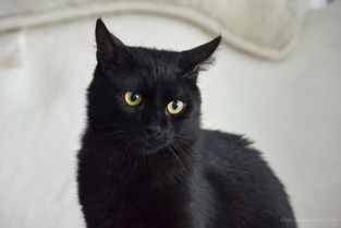 大量幼犬幼猫被丢弃在快递站旁 大量幼犬幼猫被丢弃在快递站旁