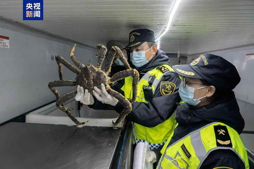 新疆活体帝王蟹进口贸易额突破一亿