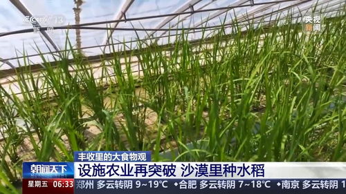 沙漠里能种水稻？揭秘种菜黑科技