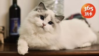 羊毛月 猫一杯