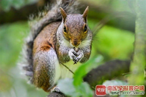 男生近距离投喂松鼠手被抓出血
