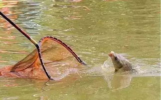 男子钓出227.2斤鱼王引围观